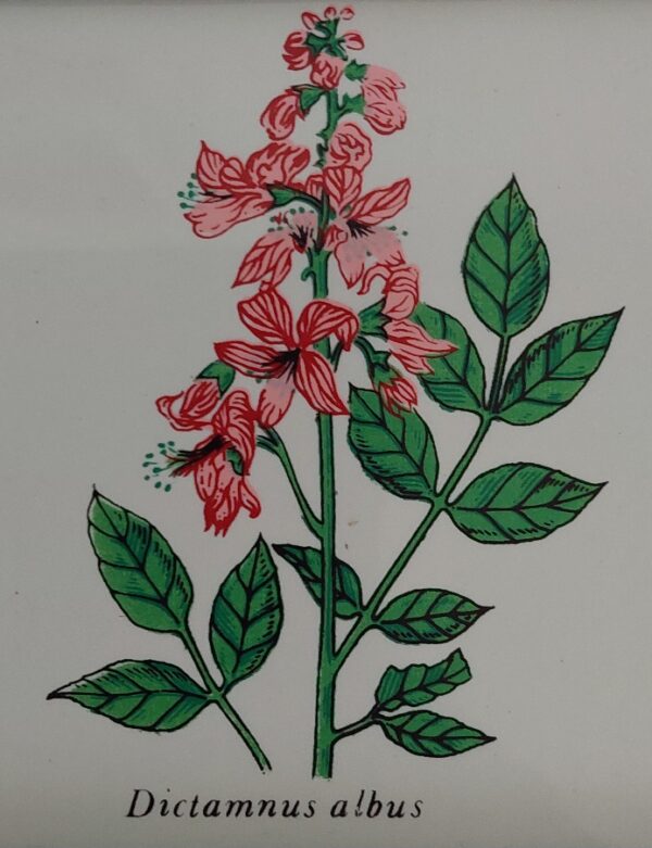 Botanica Tegel Schilderijtje