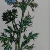 Botanica Tegel Schilderijtje